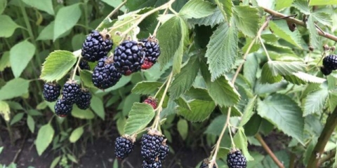 Kako iskopati kupine za razmnožavanje u jesen